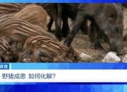 多地频现野猪伤人致害！为什么不能放开猎捕？记者调查