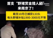 赏金猎人团已在南京捕获133头野猪，还差67头才能拿到每头二三千元补贴，他们真的很赚钱？